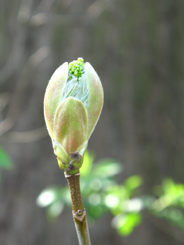 Und es kam der Tag,
da das Risiko, in der Knospe zu verharren,
schmerzlicher wurde
als das Risiko zu blühen.